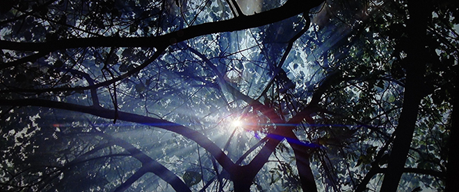 La Ligne Rouge Terrence Malick