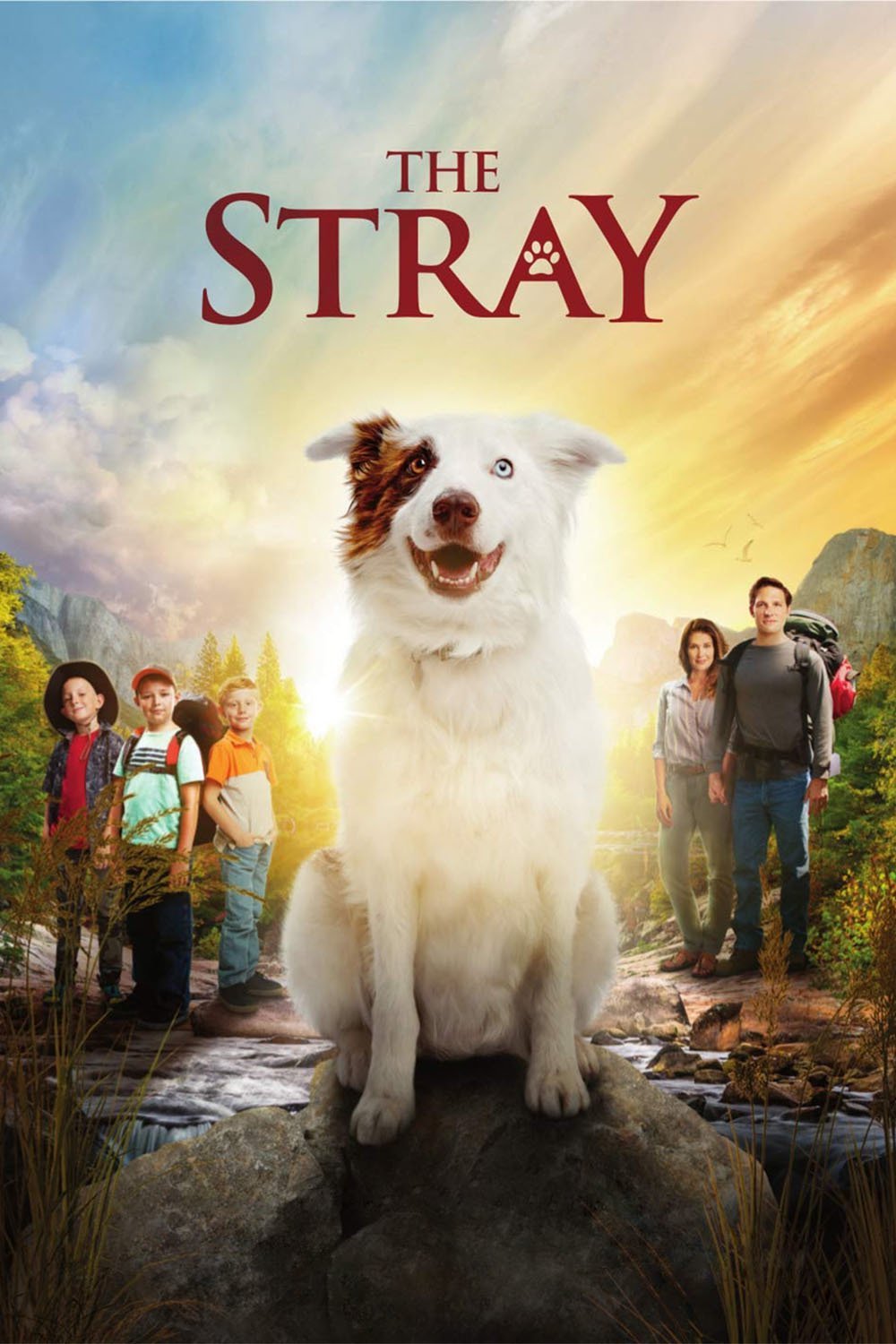 The Stray Film 2017 Cin S rie