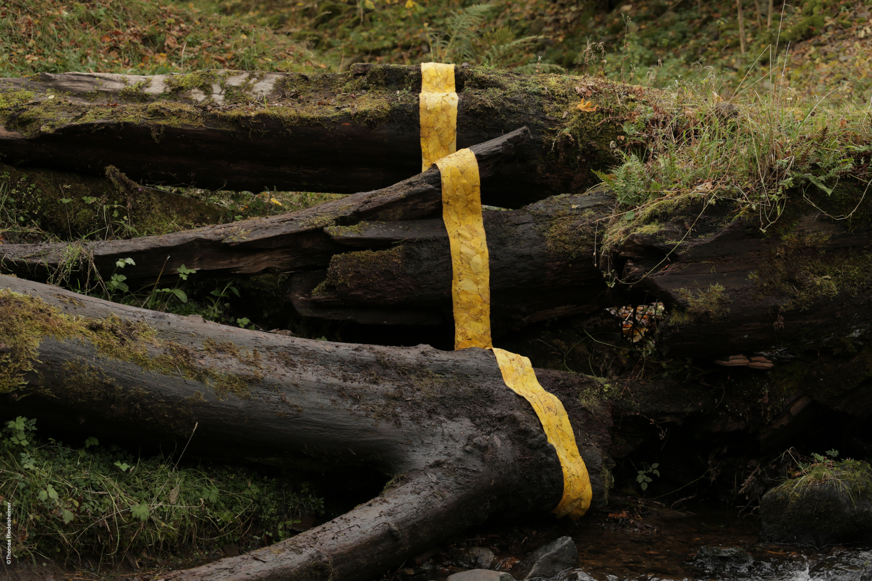 Penché dans le vent : Critique du documentaire sur Andy Goldsworthy.
