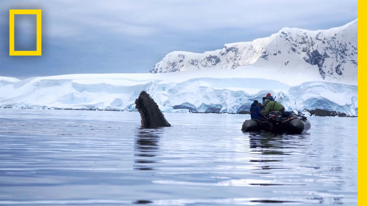 Динозавры антарктиды. National Geographic Антарктида. Динозавры в Антарктиде.