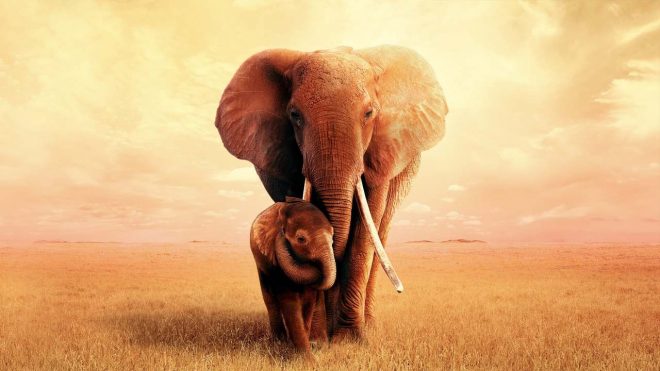 The Elephant Mother The Elephant Mother