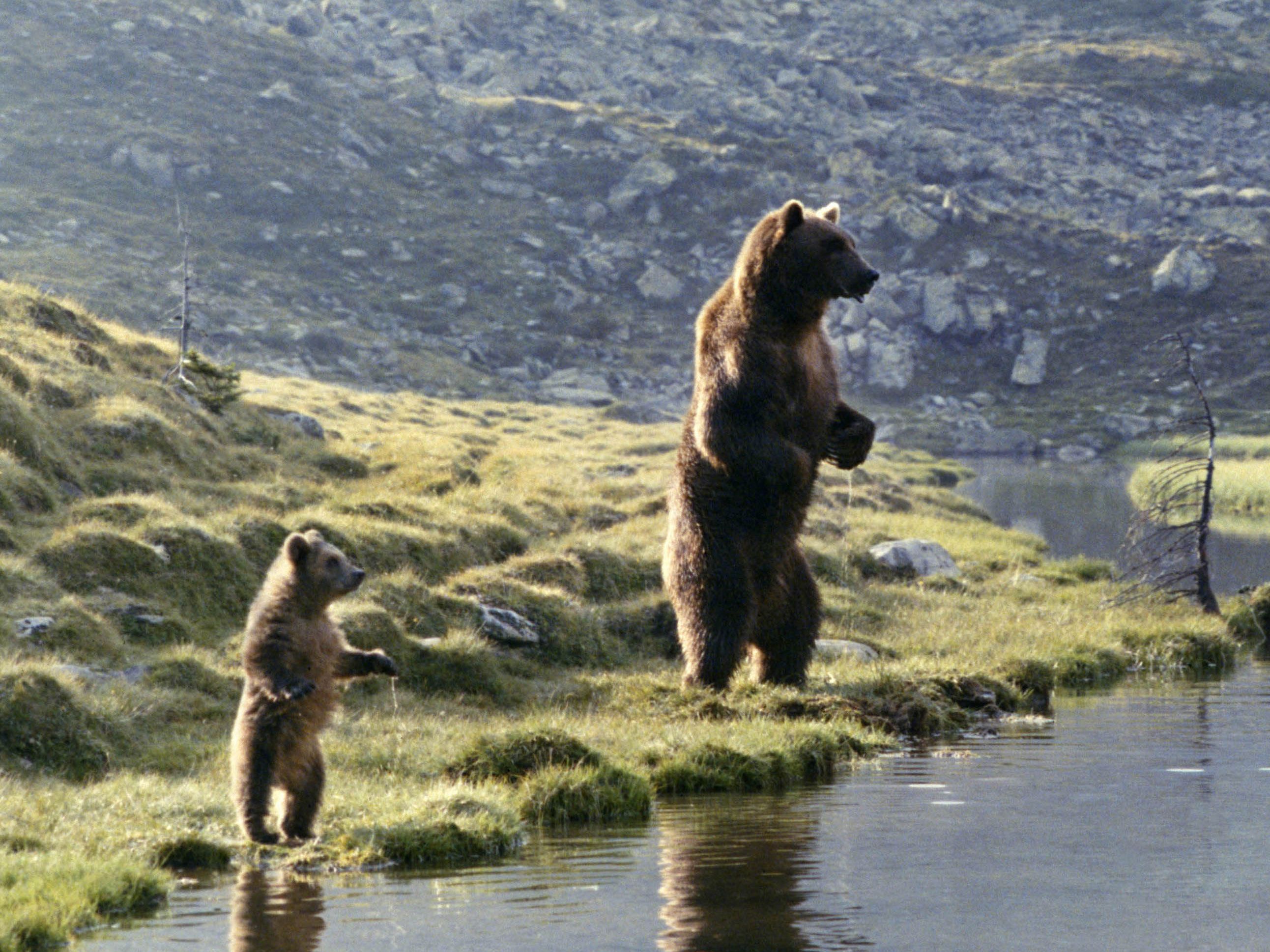 L'Ours mardi 15 septembre sur France 4 : découvrez l'incroyable filmographie de l'ours Bart
