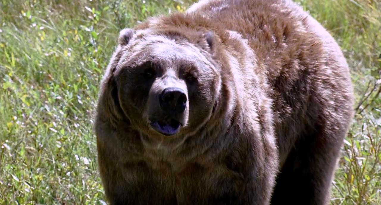 Découvrez l'incroyable filmographie de l'ours Bart
