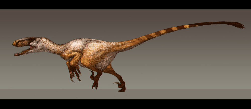 Utahraptor