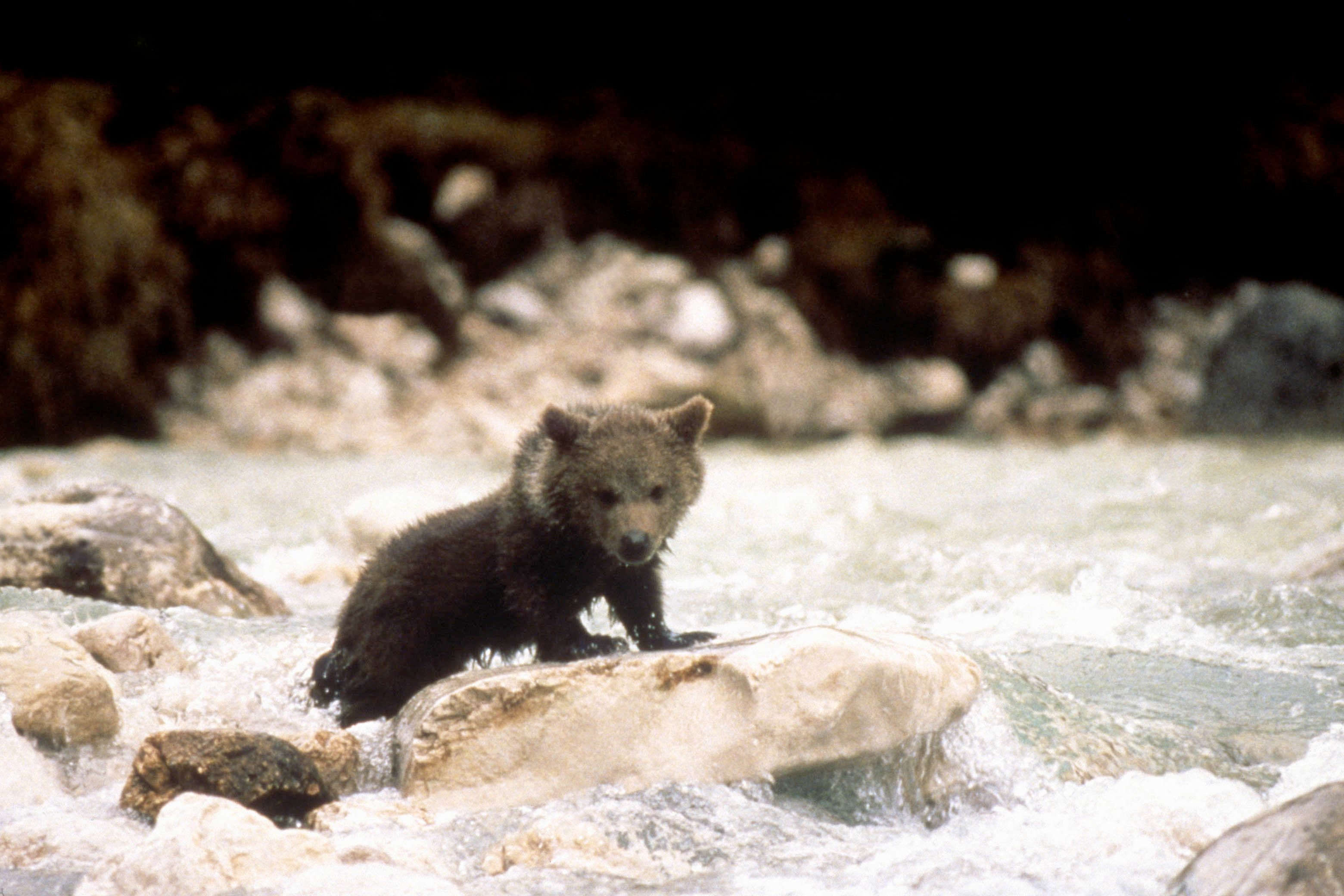 L'Ours