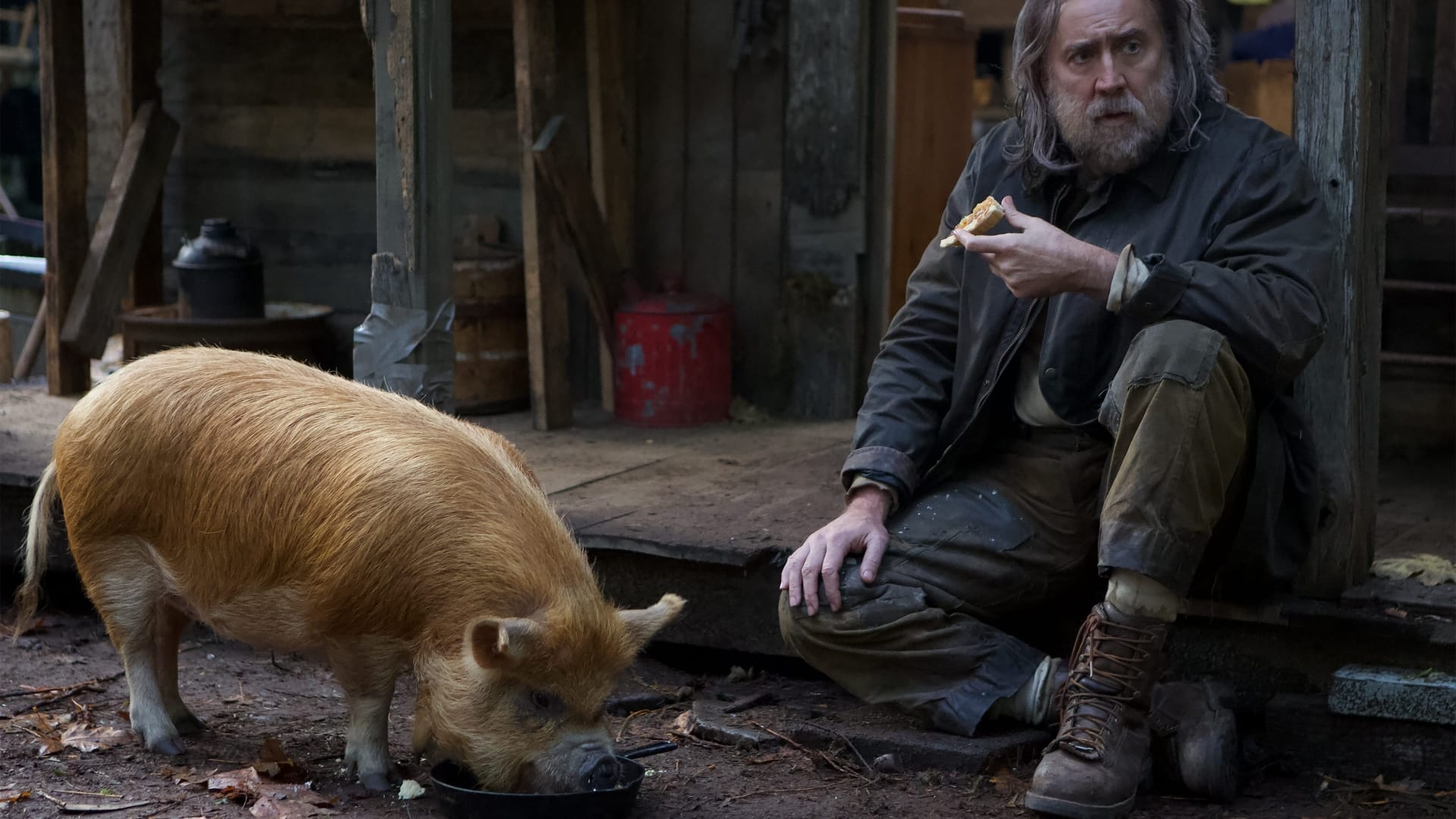 Pig 