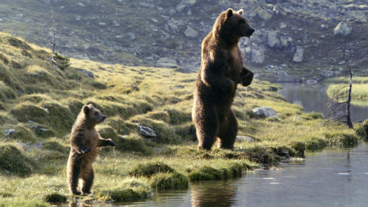 L'Ours