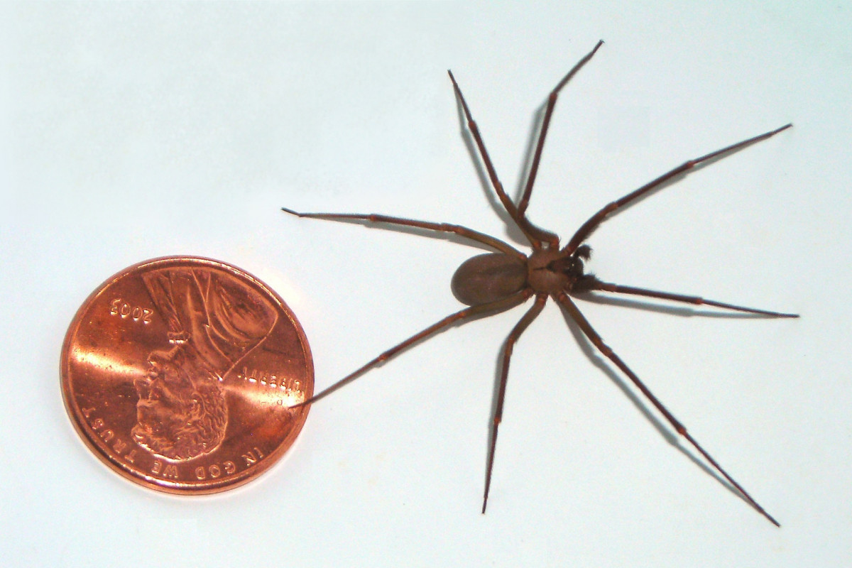 Recluse brune