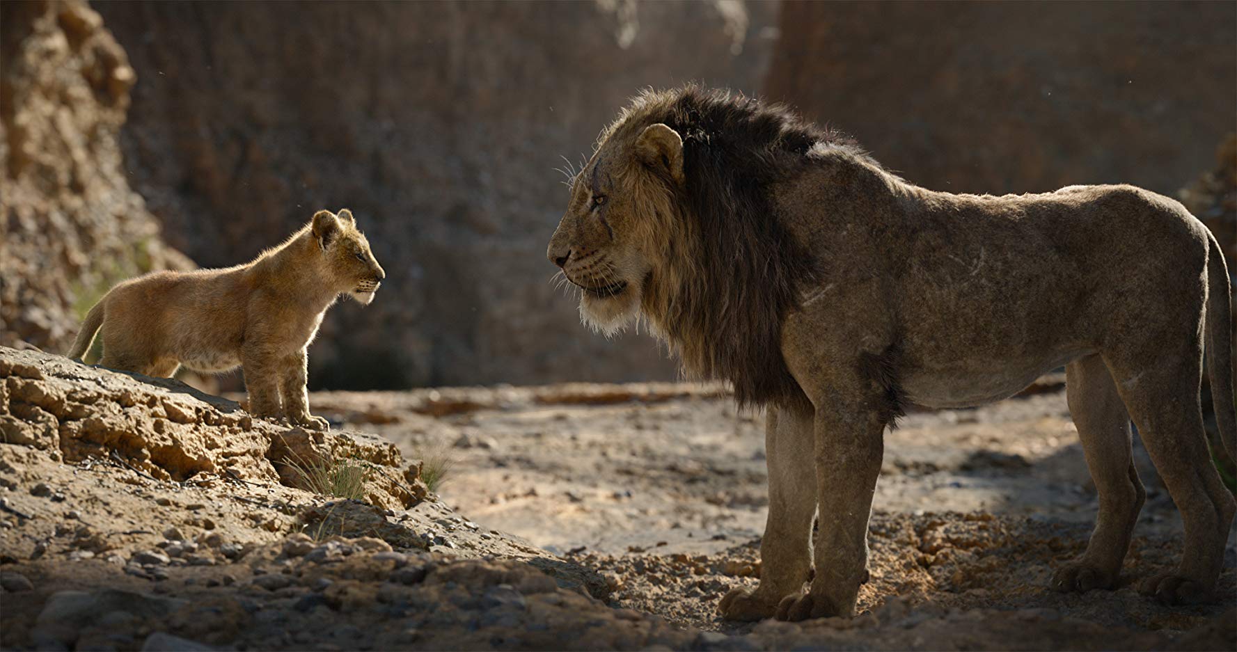 Le Roi Lion Le Roi Lion