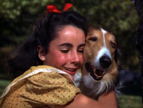 Lassie chien fidèle