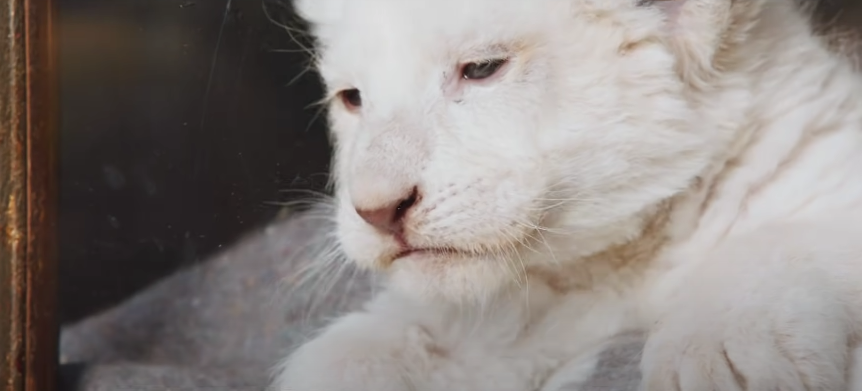 Mia et le Lion Blanc