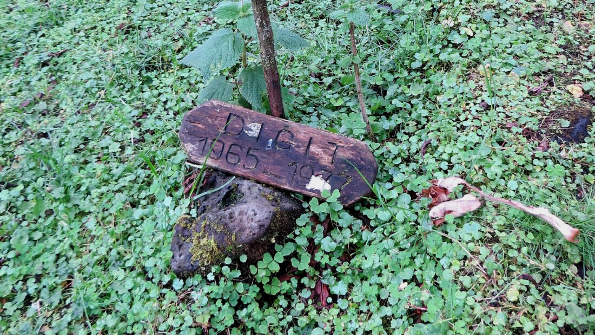 La tombe du gorille Digit à Karisoke