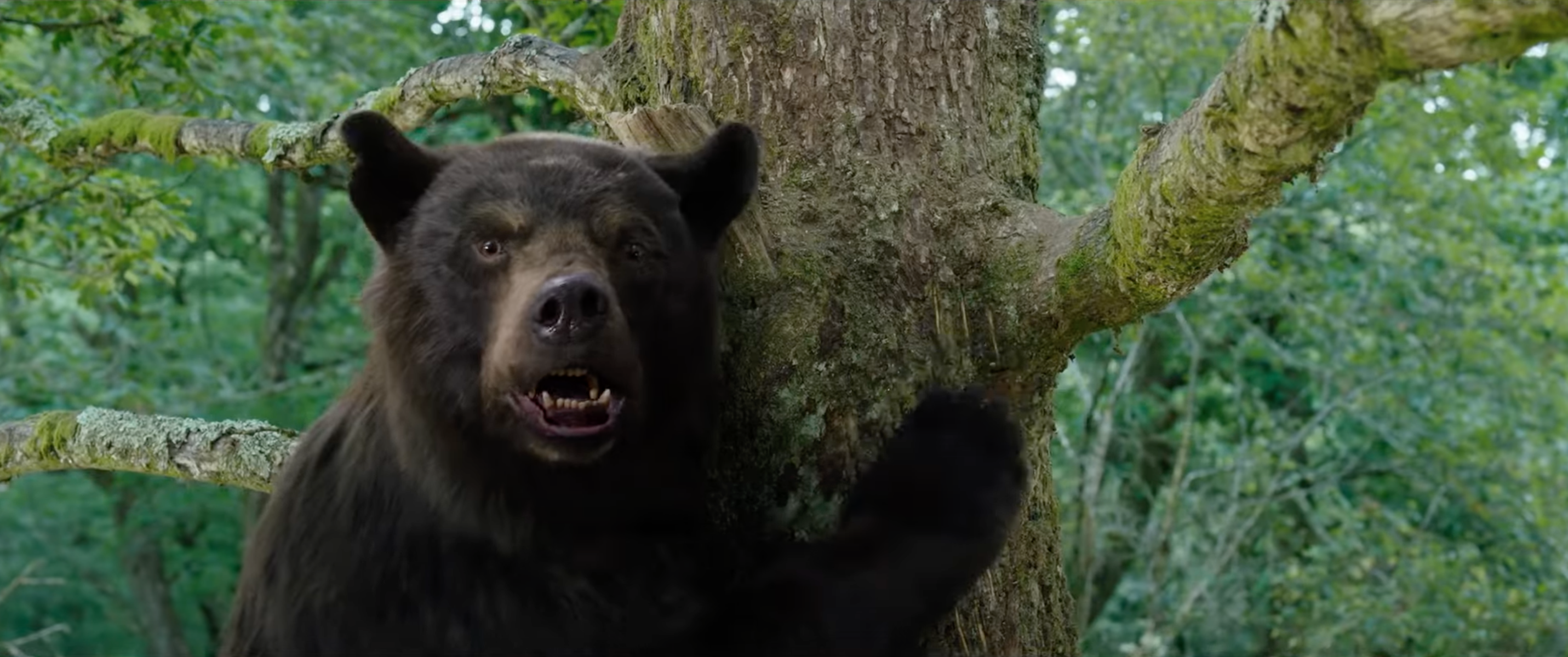 Crazy Bear
