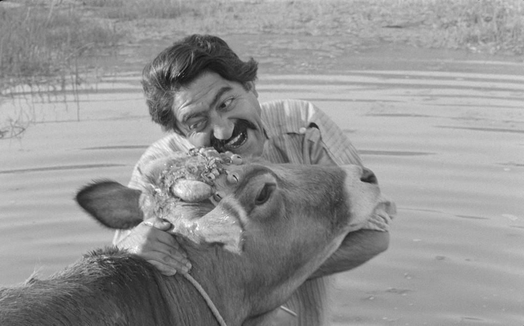 La Vache