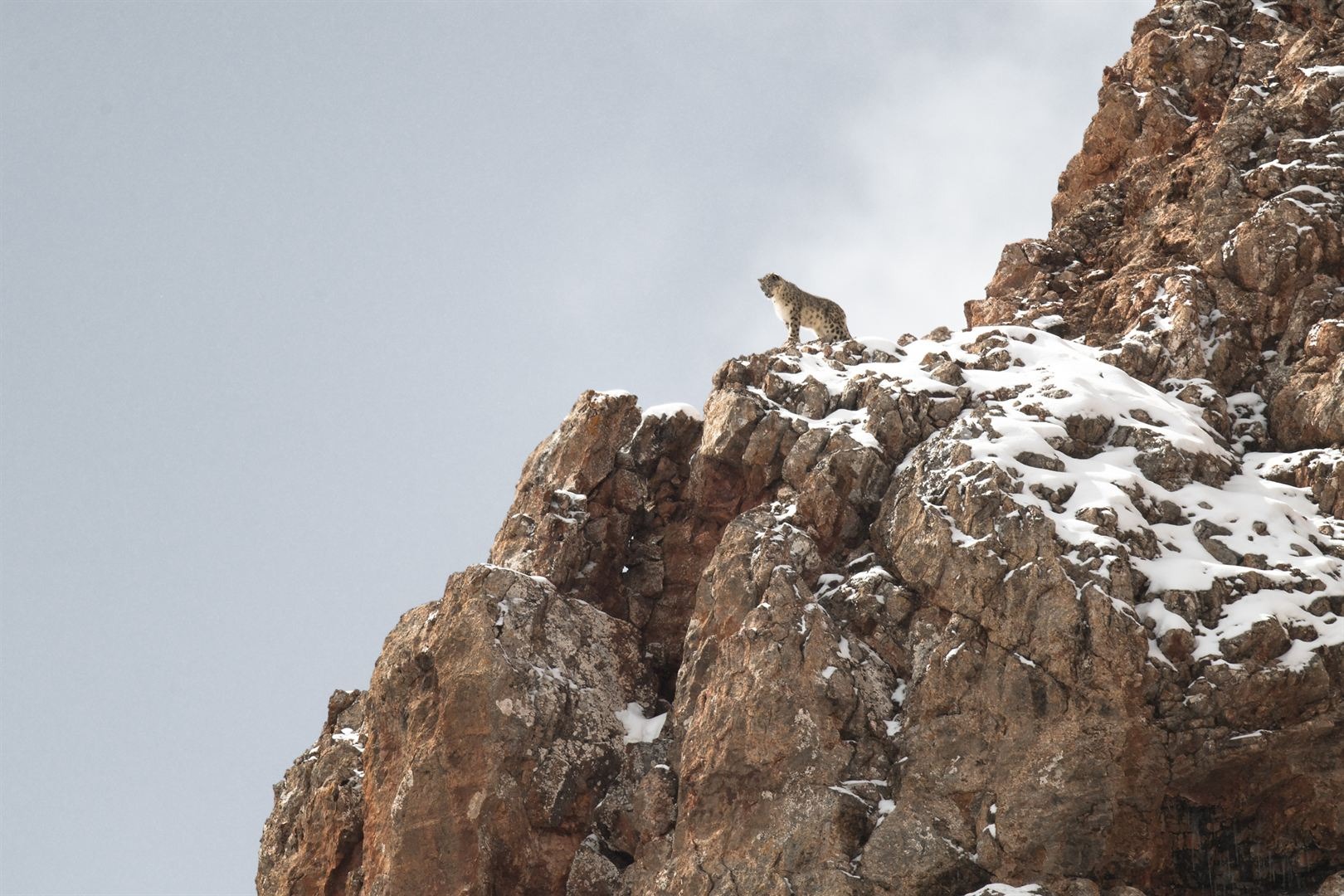 La Panthère des neiges ©Haut et Court
