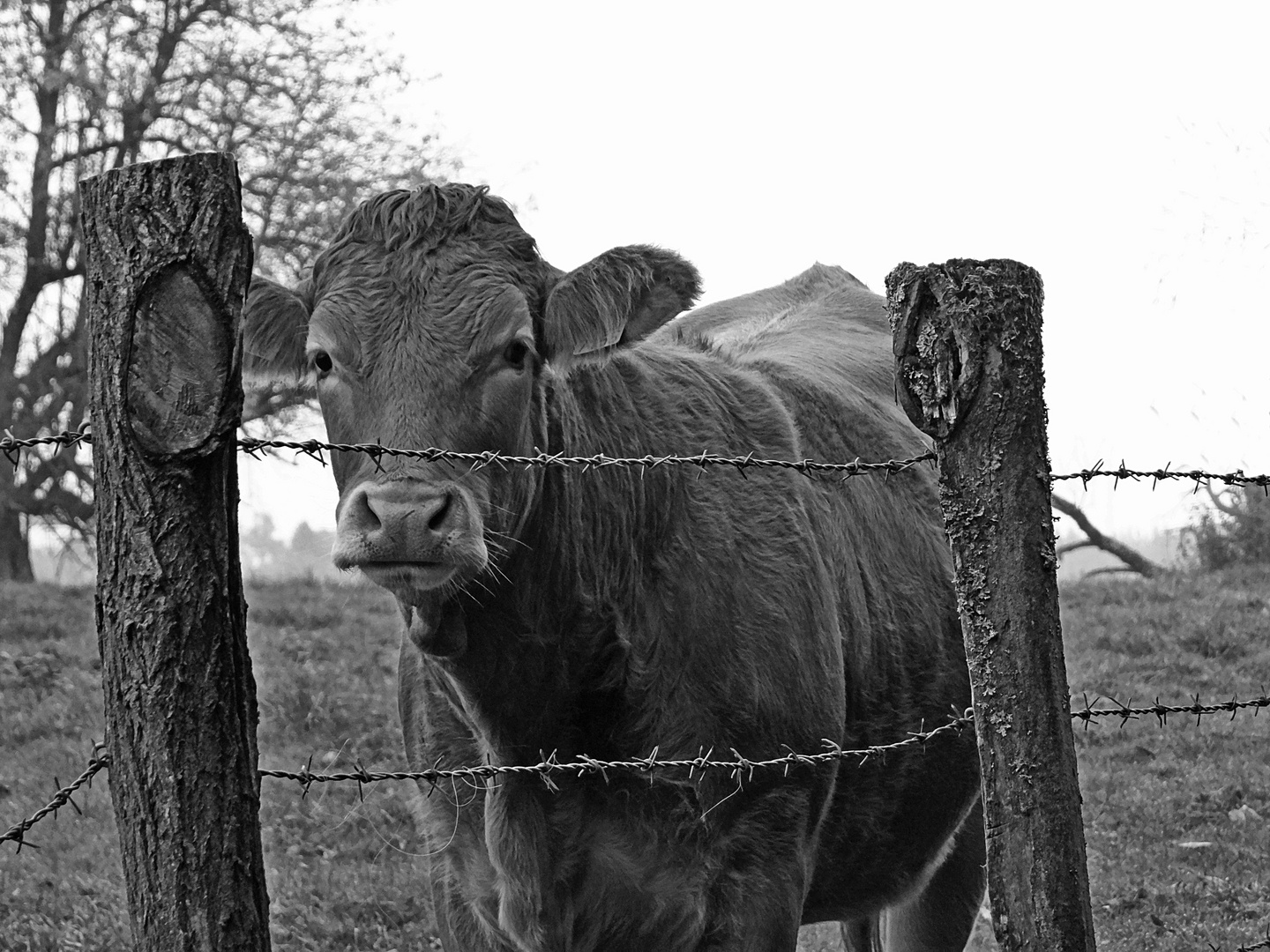La Vache et le Prisonnier La Vache et le Prisonnier