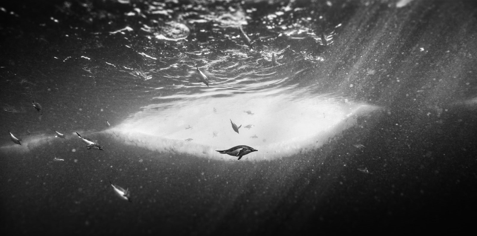 Voyage au pôle sud