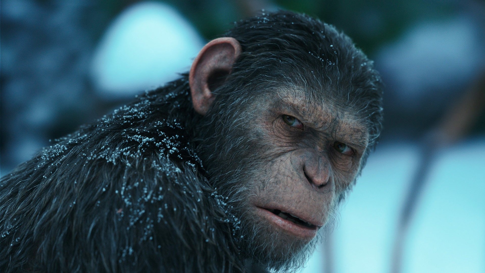La Planète des singes Suprématie ©20th Century Studios